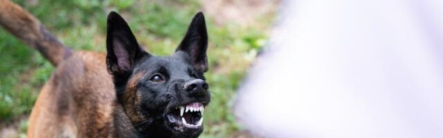 Rihmata koera jalutamise trendist on saanud terror: „Osa inimesi arvab end reeglitest kõrgemal olevat“