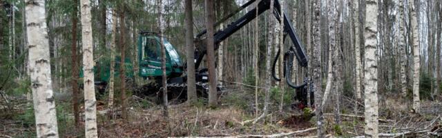 Uuring: raiemahu vähendamine võib kärpida puidusektori lisandväärtust kuni viiendiku