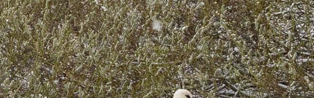 PILDID: lumi tuli maha