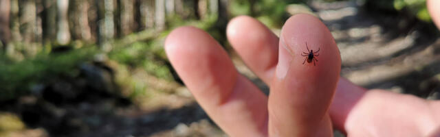 Tasub teada: kellel on suurem oht saada puugihammustus ja kuidas puuke vältida?