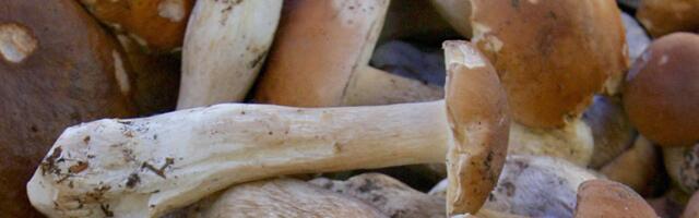 HINNAVÕRDLUS | Kolmekordne vahe! Balti Jaama turul müüakse puravikke ulmelise hinnaga