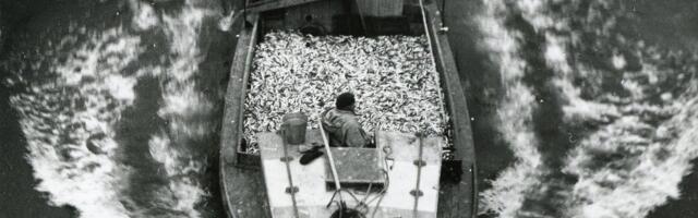 VALUS KUKKUMINE | Eesti kalapüügikvoodid Läänemerel said suure löögi