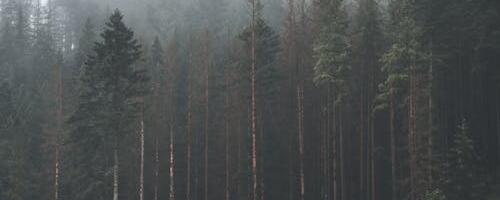 Varakevad on paras aeg metsa inspekteerimiseks ja üraskihooajaks valmistumiseks