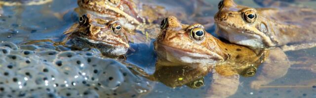LUGEJA KÜSIB | Kuhu on kadunud kõik konnad?