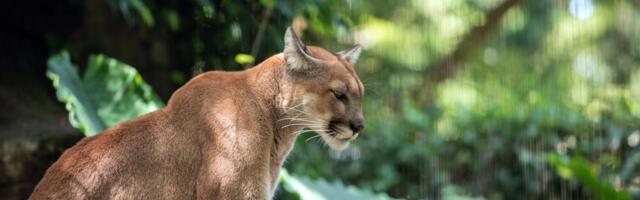 Eesti Loomakaitse Selts: puuma liigub Kagu-Eesti metsades