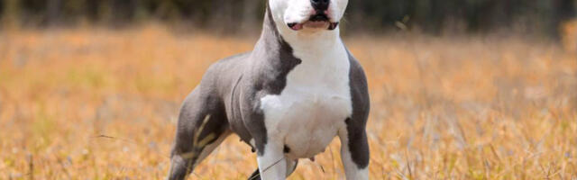 Amstaff ründas Soomes 11-aastast tüdrukut ja tema koera traagiliste tagajärgedega