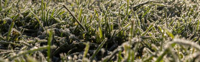 Pühapäeva ööl vastu esmaspäeva (18.09) on laialdaselt suur öökülmaoht!