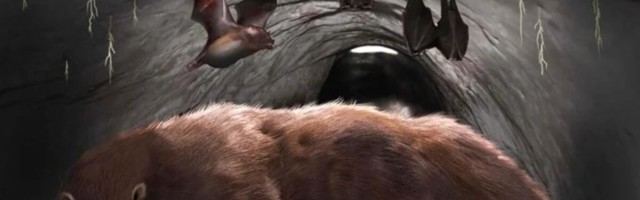 Argentina koopast leiti hiid-vampiirnahkhiire 100 000 aastane lõualuu