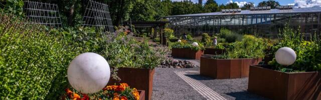 MAIS algab Tallinna Botaanikaaias suvehooaeg