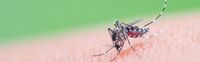 Rekordiline dengepuhang on Ameerikas tänavu tapnud üle 7700 inimese