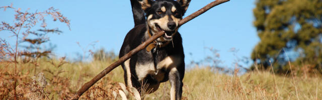Sügisel varitsevad koera looduses mitmed erinevad  ohud, mille suhtes tuleb valvas olla