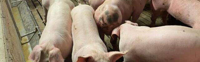 Viljandimaal hukkus sigala laevaringus vähemalt sada looma