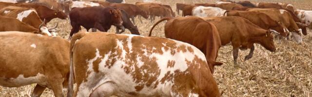 Podsticaji za stočare u 2026: Ministarstvo nudi do 55.000 dinara po kravi, evo ko ima pravo na pomoć