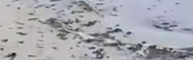 Eesti randadesse kandus Soome lahelt masuudireostus