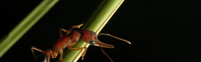Sipelgad teevad inimestele ära: aju kahandamine ja taastamine pole mingi probleem