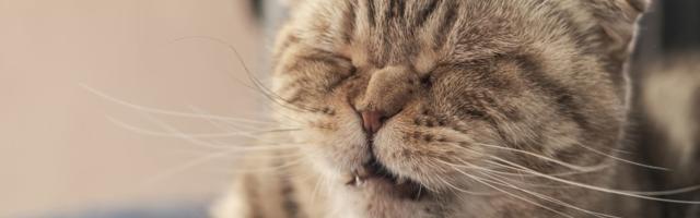 Loomaarst vastab: miks kass köhib ja aevastab?
