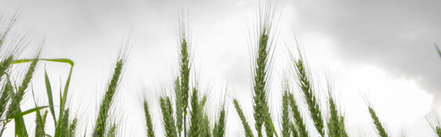 Rohepöörde kinnisidee jätab Saksa põllud väetiseta