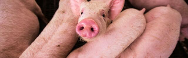 PTA rikuks Nurme farmi sigu hukates omaenda juhendit, loomakaitse liit kahtleb testide õigsuses