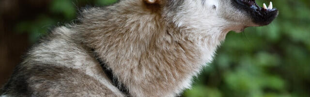 Olümpiarajale jooksnud huntkoera elab Eestiski paarkümmend isendit