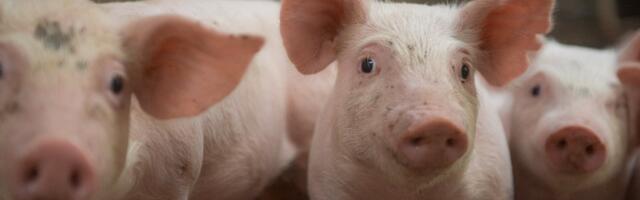 ÜLEVAADE | Mis juhtus, mis luhtus? Maamajandusaasta 2023 on olnud erakordne!