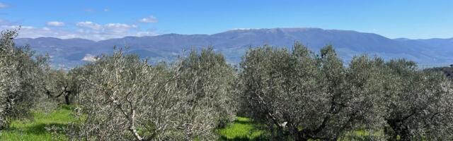 TOIDUREIS | Trühvlid, liha, vein... Umbria teeb igas mõttes Toscanale silmad ette