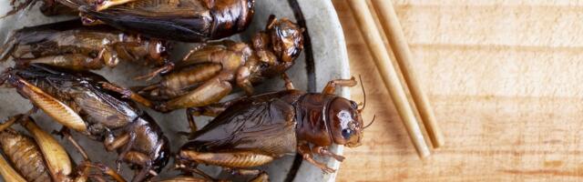 Eurooplased sitikaid siiski süüa ei soovi