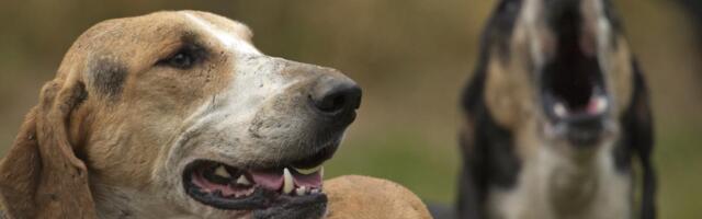 Pokolj kod Bijelog Polja: Psi lutalice provalili u tor i napali stoku, domaćin očajan: Ne znam više šta da radim! (VIDEO)