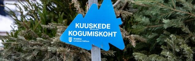 Kristiines koguti tänavu kokku 43 kuupmeetrit vanu jõulukuuski