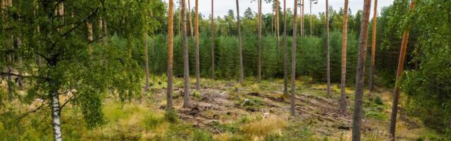 PUIDUTURU GRAAFIKUD | Hinnad tõusevad, kuid küttepuude varujatele on sügiseks rõõmsamaid sõnumeid