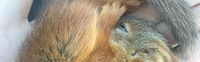 Tartu politseinikud said ootamatu väljakutse, abi vajas pisike orav!