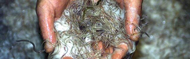 Kahe Eesti angerjafarmi saatus ripub õhus