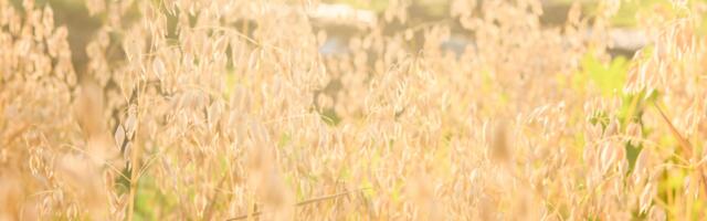 Hiina astroloogia : soovitused igale loomamärgile tänaseks päevaks (16. august)