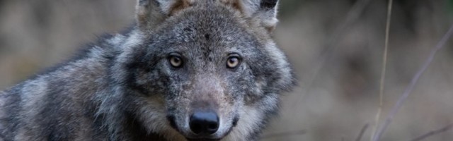 INTERVJUU | Eleri Lopp-Valdma: Eesti hunt vajab kaitset – jahimehed, ärge tapke tugevaid karjasid