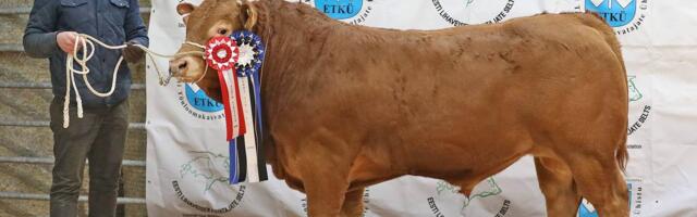 Lihaveisekasvatajate aasta tähtsündmusel selgub Parim lihaveis 2026