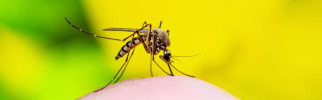 Ravimiamet: kollapalaviku vaktsiini kättesaadavusega probleemi ei ole