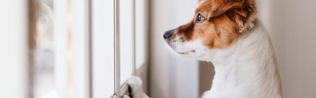 Euroopa Parlament hääletas lemmikloomade kõrgemate heaolu nõuete poolt Euroopa Parlament hääletas lemmikloomade kõrgemate heaolu nõuete poolt