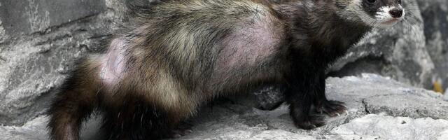 VIDEOD | „See tegelane teeb kanadega puhta töö.“ Tuhkrud murravad kodulinde ja -loomi