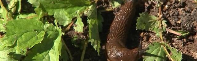 Varakevadine tegutsemine aitab hoida Hispaania teeteod aiast eemal