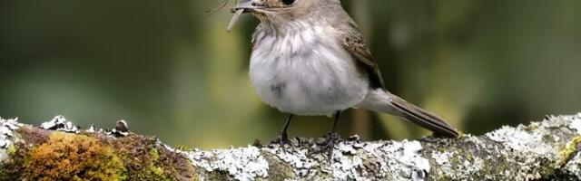 Vooluveekogude lähedus aitab hall-kärbsenäpi arvukust hoida