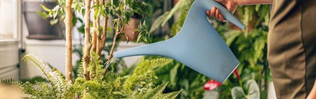 Ovih 5 biljaka hlade stan bolje nego klima: Uspevaju i onima koji zaboravljaju da ih zaliju!