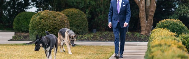Bideni koer saadetakse uuesti Valgele Majale kohast käitumist õppima
