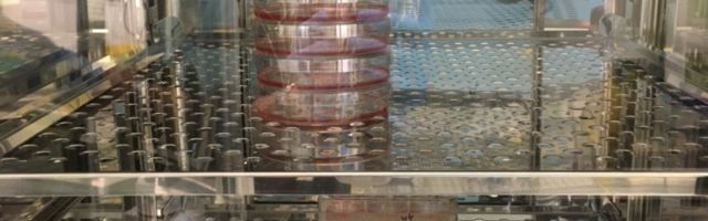 HARUKORDSED FOTOD | Ainus Eesti labor, kus hoitakse elus koroonaviirust