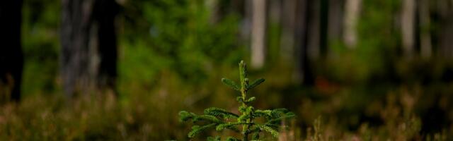 Tänasest kehtiv  raadamistasu läheb tagasi metsade heaks