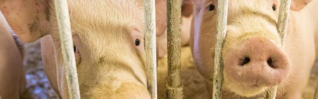 Seakatk ähvardab Läti ja Venemaa poolt, haigus võib taas seafarmidesse levida