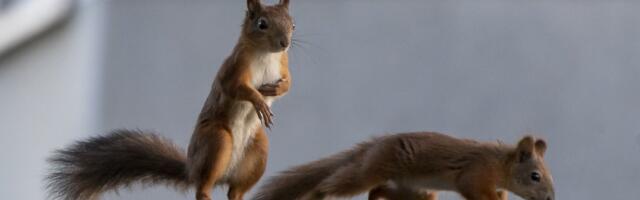 POLIITKOLUMNIST | Palju õnne sõbrapäevaks - peredelt võetakse raha jälle vähemaks. Kus on lubatud paremad teenused?
