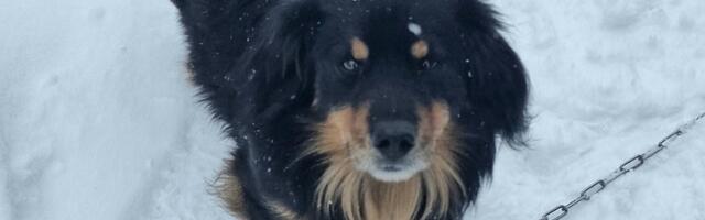 Loomakaitsja: emastele ketikoertele on omane, et nad poegivad ohjeldamatult, nende elu on täielik piin