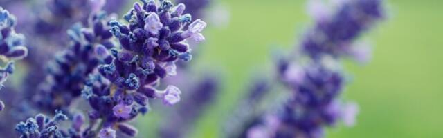 Pirita uue kloostri aias leiab aset heategevuslik lavendlipäev
