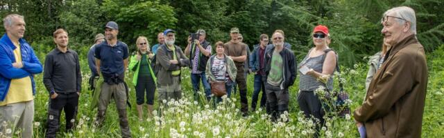 Metsamehed ütlevad kui ühest suust: lehist tasub kasvatada