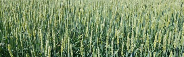 Mitme taimekaitsevahendi etiketid said muudatusi