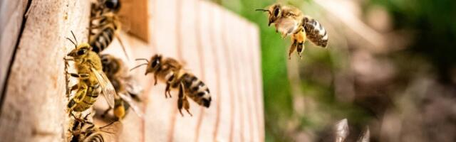 Mesilaspere toetus on taotlejatele välja makstud